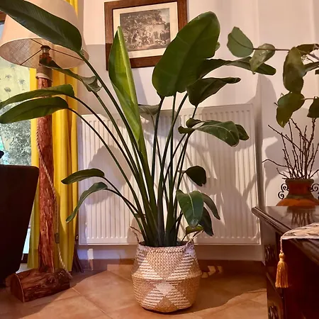 Дом отдыха Jasmine Place