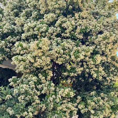 Jasmine Place * Каламата